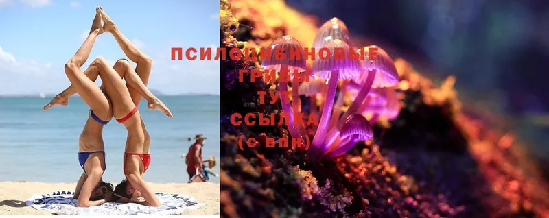 где можно купить   ссылка на мегу онион  Галлюциногенные грибы Magic Shrooms  Белозерск 